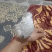 یک عدد عروس هلندی نر۸ماهه ایزابلا کاملادستی وسخنگو|پرنده|مشهد, موعود|دیوار