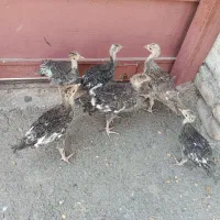 7عدد جوجه بوقلمون 2ماهه