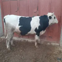 گوساله نر|حیوانات مزرعه|مرودشت, گندم|دیوار