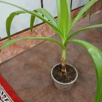 گل زرتی|گل و گیاه طبیعی|کازرون, |دیوار