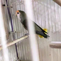 عروس هلندی رام و طوطی کوتوله نر معاوضه|پرنده|گلباف, |دیوار