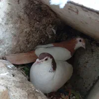 خال دم سرخ نر