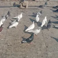 کبوتر رنگی|پرنده|آبادان, |دیوار