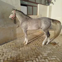 اسب|اسب و تجهیزات اسب‌سواری|رامشه, |دیوار