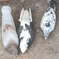 کبوتر