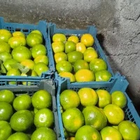 فروش نارنگی خرمالو از کشاورز به خریدار