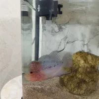 فلاور رد دراگون|ماهی|ری, دیلمان|دیوار