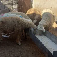 گوسفندابستن مطافیل بره بز|حیوانات مزرعه|اهواز, پردیس|دیوار