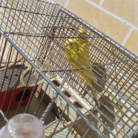 یک جفت مرغ عشق زرد|پرنده|بروجن, |دیوار