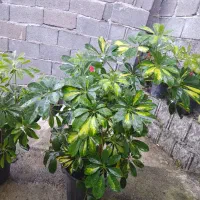 گل شلفرا