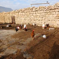 خروس|حیوانات مزرعه|سرپل ذهاب, |دیوار