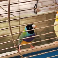 فنچ (جغدی شکلاتی) (کرواتی شکلاتی )گلدین|پرنده|تهران, سنگلج (شاپور)|دیوار
