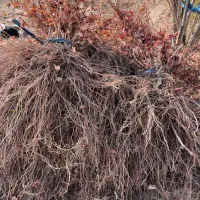 مزرعه انگور رضازاده