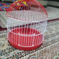 ۲جفت مرغ عشق بازیگوش سرهال|پرنده|ارومیه, |دیوار