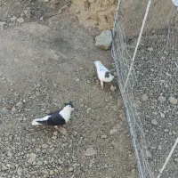 کبوتر