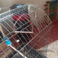 عروس هلندی نر و سالم|پرنده|جم, |دیوار