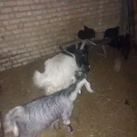 بز وکهره|حیوانات مزرعه|فیروزآباد (فارس), |دیوار