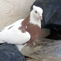 طوقی وکاشانی.تهرانی.بادوچرخه|پرنده|شاهینشهر, گرگاب|دیوار