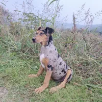 واگذاری گیریت دین نر کم نظیر|سگ|بابل, |دیوار