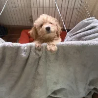 فروش سگ پودل|سگ|کرج, دهقان ویلا|دیوار