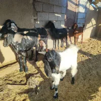 پنج بزنجدی ودوعددبزنردرشادگان