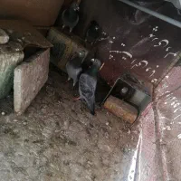 پلاکی مسافتی ب شرط|پرنده|اصفهان, جلالیه|دیوار