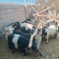 12راس پازن چاق تخت هم برا بذری هم قصابی|حیوانات مزرعه|نی‌ریز, |دیوار