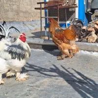 تخم نطفه دار برهما