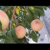 زمین‌۴۷۰متر‌داخل‌مجتمع‌ویلایی‌جهت‌ساخت‌ویلا‌فردوسی|فروش زمین و ملک کلنگی|مشهد, درزآب|دیوار