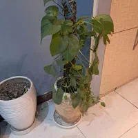 گل و گلدان بزرگ