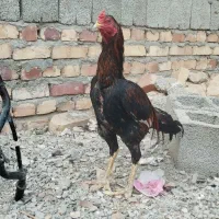 خروس و ماکیان
