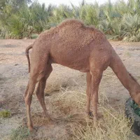 شتر نر عالی خوب