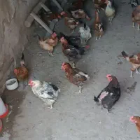 مرغ تخمگذار
