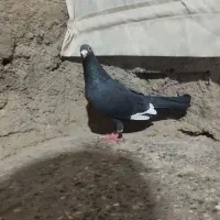 مینا سیاه نر