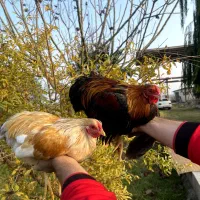 مرغ و خروس نژاد ویاندوت|حیوانات مزرعه|تهران, جوادیه تهرانپارس|دیوار