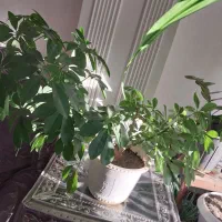 فروش گل و گیاه