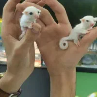 همستر پرنده خرگوش و خوکچه شایلی پت