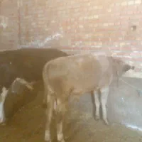 گوساله نر