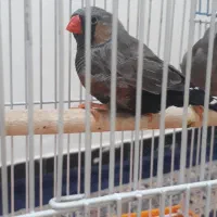 فنج شا رکول