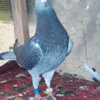 کبوترپلاکی|پرنده|حمیدیا, |دیوار