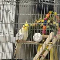 فروش عروس هلندی|پرنده|کرج, کوی کارمندان جنوبی|دیوار