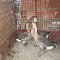 قو غاز آفریقایی|حیوانات مزرعه|رفسنجان, |دیوار