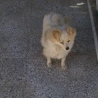 نژاد شیتزو تربیت شده|سگ|قائن, |دیوار