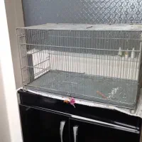 سهره|پرنده|تهران, تهرانپارس جنوبی|دیوار