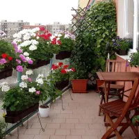 خدمات باغبانی کاشتن گل باغچه کاری تعویض خاک گلدون|خدمات باغبانی و درختکاری|پردیس, شهرک صنعتی خرمدشت فاز ۷|دیوار