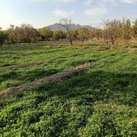 زمین باغی با یک ساعت آب