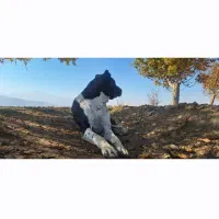 واگذاری ماده سگ 4 ساله|سگ|گیان, |دیوار