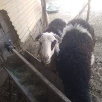 بره نر