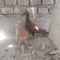 مینا زردسرخ لاکی