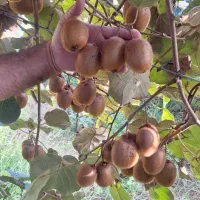 ۴۰ تن کیوی درشت موجود هست|خوردنی و آشامیدنی|حویق, |دیوار